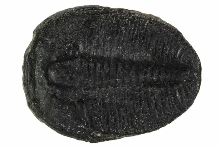 Elrathia Trilobite Fossil - Utah #108657
